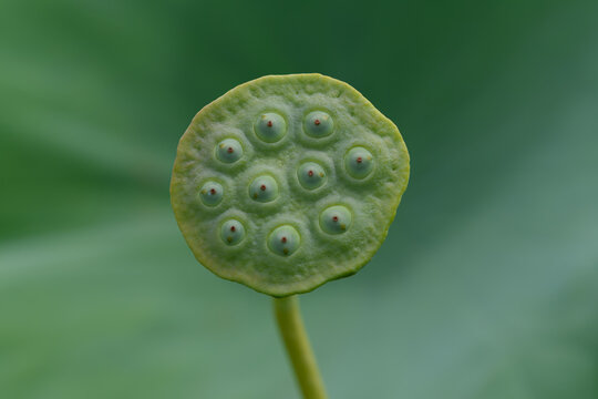 Close Up Top View of Green Lotus Seed Pod with Seeds in Summer Sunlight