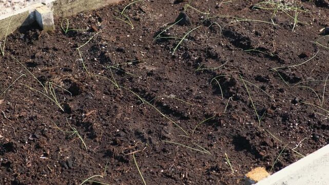 Young green onion sprouts growing in wooden raised bed. Small organic chives seedlings sprouting in fertile soil. Spring garden, local farming. Home Gardening and Self-Sufficiency. Backyard gardening