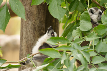 Fototapeta premium Ring tailed lemur bodyside profile applying gaze driven foraging logic in forest environment.