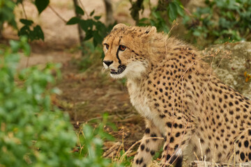 A portrait of cheetah Acinonyx watching surroundings representing predatory awareness. © Volha