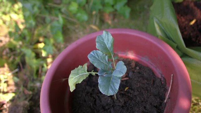 Young Broccoli vegetable plant in plant pot