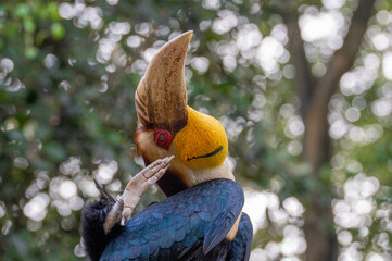 Portrait of wreathed hornbill, a tropical bird that lives in South Asia and South East Asia © GHArtwork