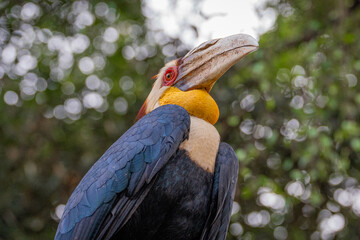 Portrait of wreathed hornbill, a tropical bird that lives in South Asia and South East Asia © GHArtwork