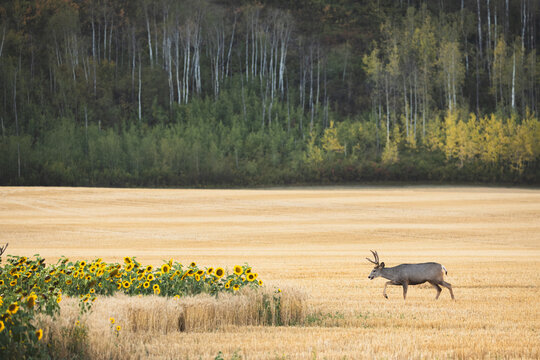 A mule deer buck walks across a golden harvested field beside blooming sunflowers, backed by autumn aspen woodland in the scenic Peace River Valley, British Columbia, Canada.