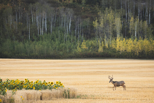 A mule deer buck walks across a golden harvested field beside blooming sunflowers, backed by autumn aspen woodland in the scenic Peace River Valley, British Columbia, Canada.