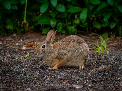 Cute wild cottontail rabbit crouching on mulch and dirt in a garden with a background of lush green foliage and leaves