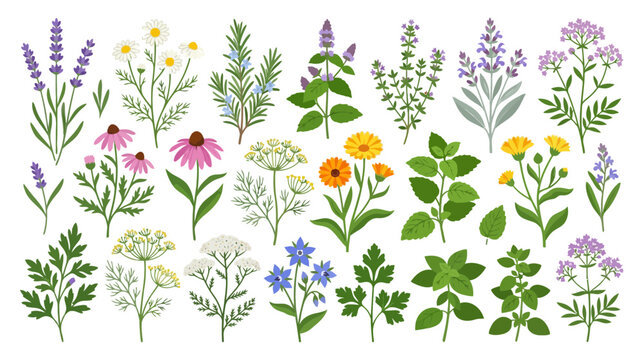 Herbal Plants Collection - Lavender, Echinacea, Chamomile, Rosemary, Mint