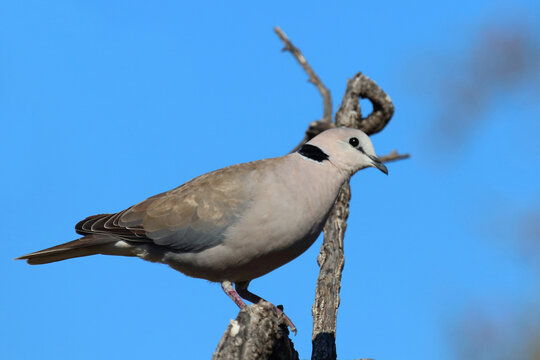 Kapturteltaube / Cape turtle dove / Streptopelia capicola