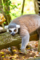 Ring-tailed lemur resting on a tree branch. Iconic Madagascar primate with a striped tail. Close-up of a lemur sitting in the trees. © Vera