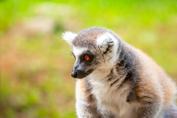 Obraz premium Ring-tailed lemur resting on a tree branch. Iconic Madagascar primate with a striped tail. Close-up of a lemur sitting in the trees.