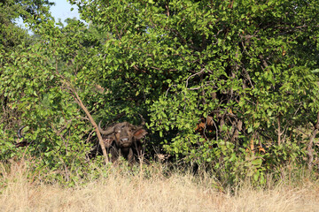 Fototapeta premium Kaffernbüffel / African buffalo / Syncerus caffer