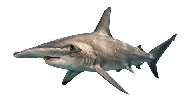 Great hammerhead shark isolated on transparent background