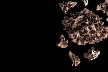 Fototapeta premium Maitake Hen of the Woods Mushroom Levitating and Falling Pieces on Black Background