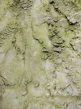 Close up of tree bark covered in vibrant green moss and lichen growth