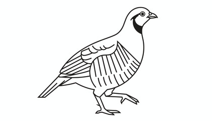 Fototapeta premium Detailed black and white line drawing of a partridge or chukar bird standing proudly on a clean white background.