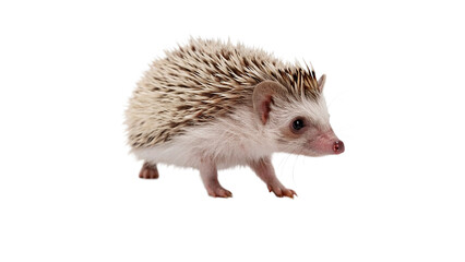 Small wild cute hedgehog sitting looking away forest nocturnal mammal animal isolated on transparent background © Arthur
