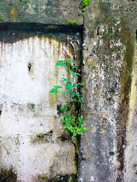 Small green plant growing from a crack in a weathered concrete wall