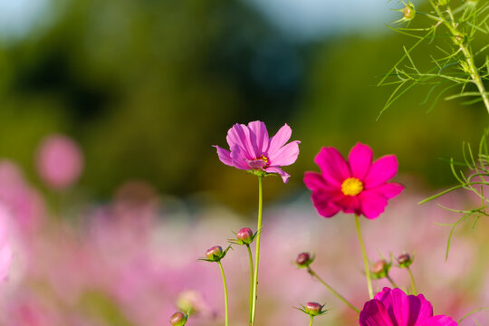 Vibrant Pink Cosmos Flowers Blooming in Autumn Sunlight with Bokeh Background