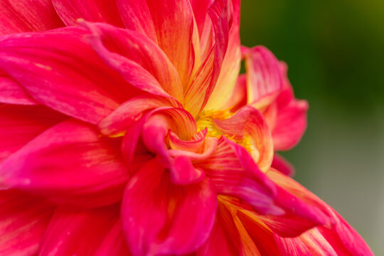 Close Up of Radiant Pink Dahlia Flower Blooming in Sunlight with Vibrant Petals Context