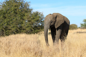 Fototapeta premium Afrikanischer Elefant / African elephant / Loxodonta africana