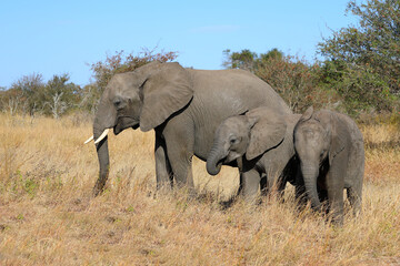 Fototapeta premium Afrikanischer Elefant / African elephant / Loxodonta africana