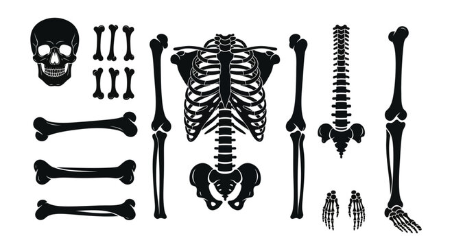 Anatomical human skeleton parts vector set, black silhouette skull and bone collection, medical ribcage and spine icons for Halloween