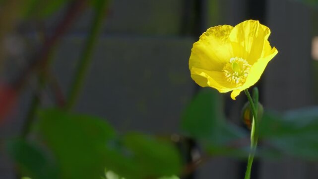 Bright yellow flower opens gently in sunlit garden. Phlox, Gazania, blossom