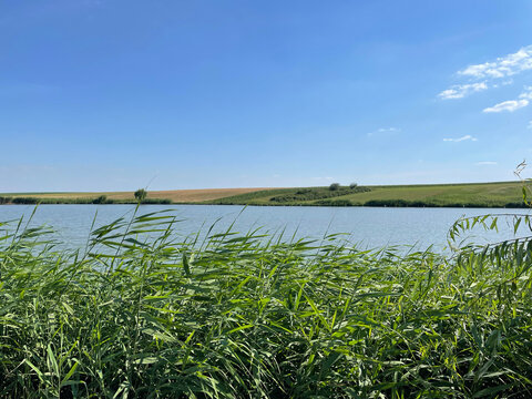 Reeds swaying gently beside tranquil lake water