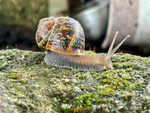 Snail crawling on mossy rock in garden