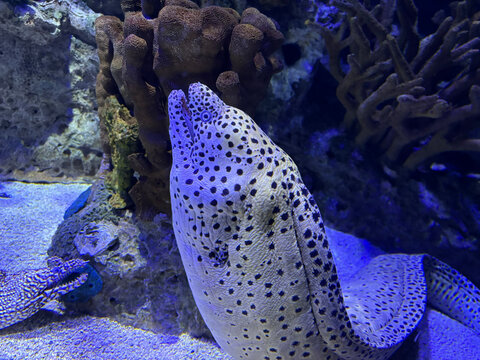 Spotted Moray Eel Swimming Among Coral Reefs in Blue Aquarium Water