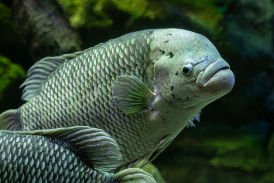 Giant Gourami Osphronemus goramy Close Up. Large Giant Gourami Fish in Freshwater Aquarium. Large Osphronemus goramy Tropical Freshwater Fish.
