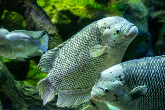 Giant Gourami Osphronemus goramy Close Up. Large Giant Gourami Fish in Freshwater Aquarium. Large Osphronemus goramy Tropical Freshwater Fish.