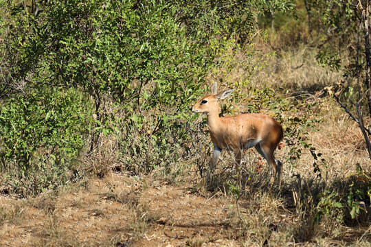 Afrikanischer Steinbock / Steenbok / Raphicerus campestris