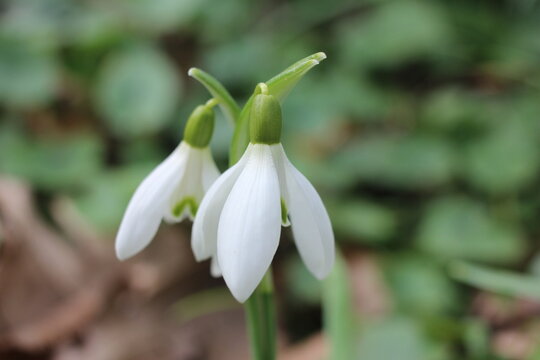 Two delicate snowdrop flowers in full bloom, representing the first signs of spring