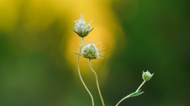Wildflower buds in macro with soft green yellow bokeh background and copy space