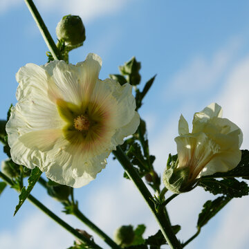 Cream hollyhock flowers and buds in sunlight against blue sky with soft clouds