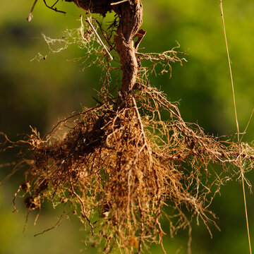 Close up of plant root system with soil and tangled fibers against green bokeh background
