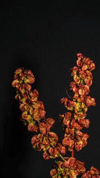 Dried seed pods on dark background with copy space for botanical and autumn design