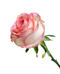 Fototapeta premium Beautiful pink rose flower isolated on white