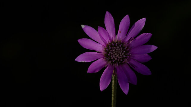 Purple daisy flower macro close up with dark background and copy space