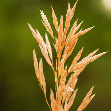 Close up of dried grass seed head in natural light with green blurred background