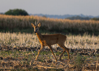 Young roe deer walking on field during sunrise © Dusan