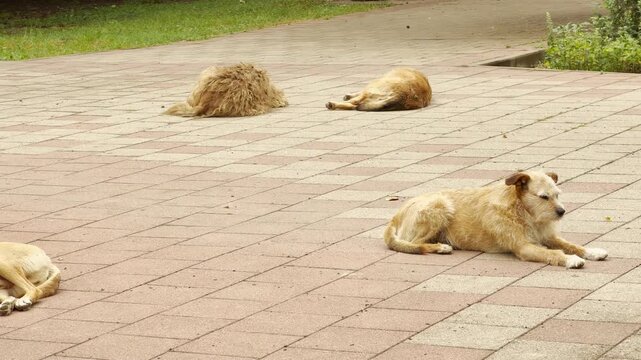 Stray dogs lie peacefully on a paved park walkway. They rest quietly under the warm sun. The tranquil scene feels sleepy and gentle.