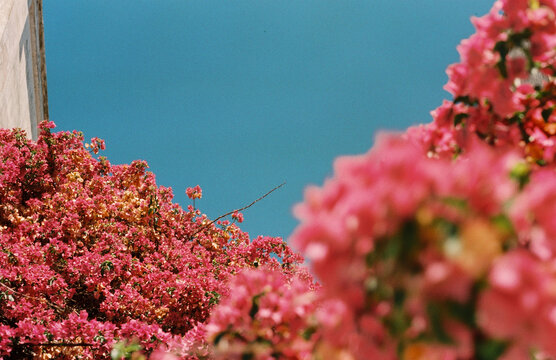 Vibrant pink flowers and the sky