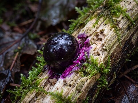Close-up of a dark purple, glistening berry crushed on mossy, decaying wood, with vibrant purple juice seeping out.