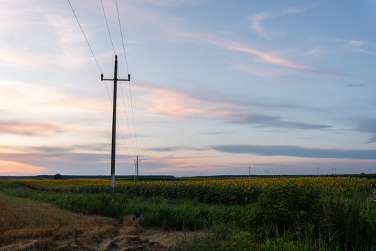 Sunflower Field with Power Lines at Sunset
