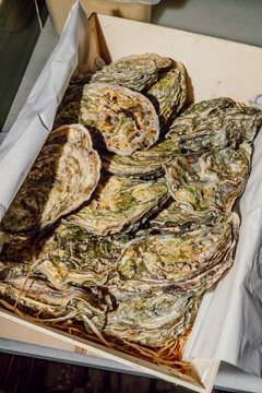 Fresh unopened oysters packed inside a rustic wooden crate