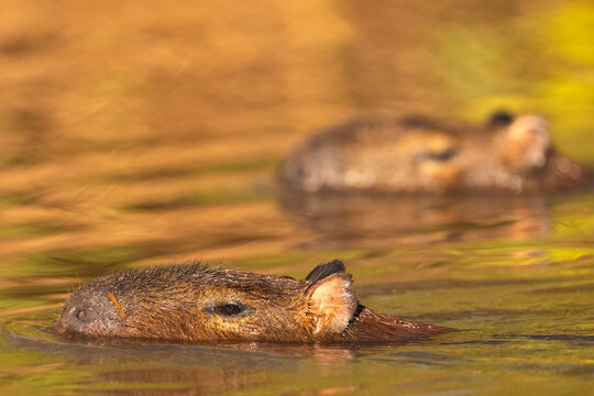 Two Capybaras Swims In A River At Sunset, The Pantanal, Brazil  