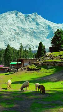 sheeps in the mountains of Gilgit Baltistan Pakistan