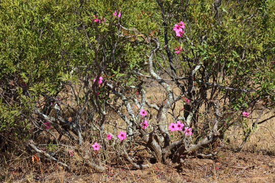 W&uuml;stenrose / Impala lily / Adenium obesum